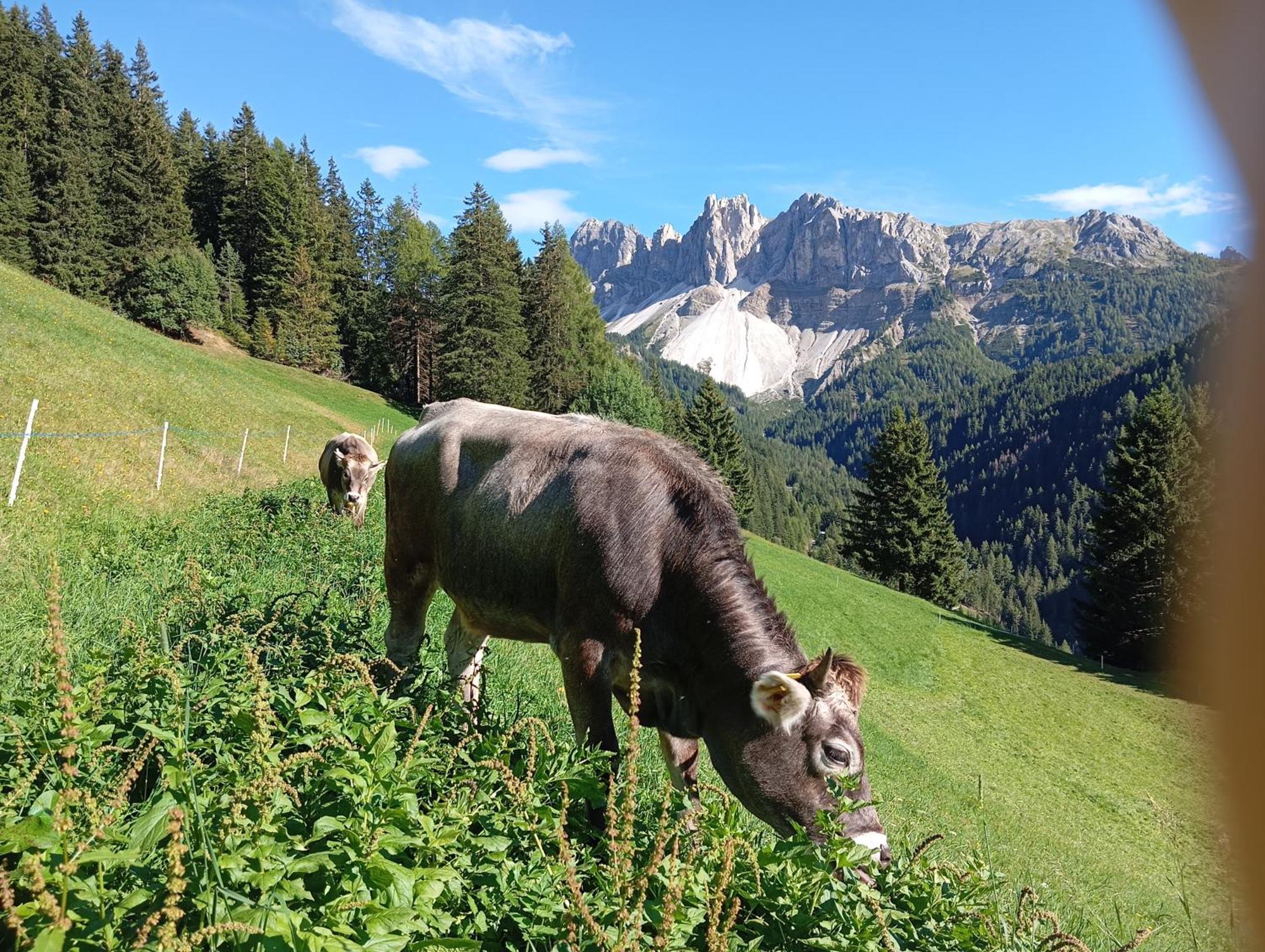 Zimmererhof Bressanone Kültér fotó